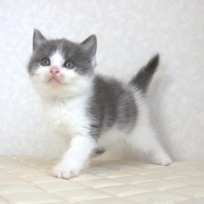 販売中の静岡県のブリティッシュショートヘア-129201