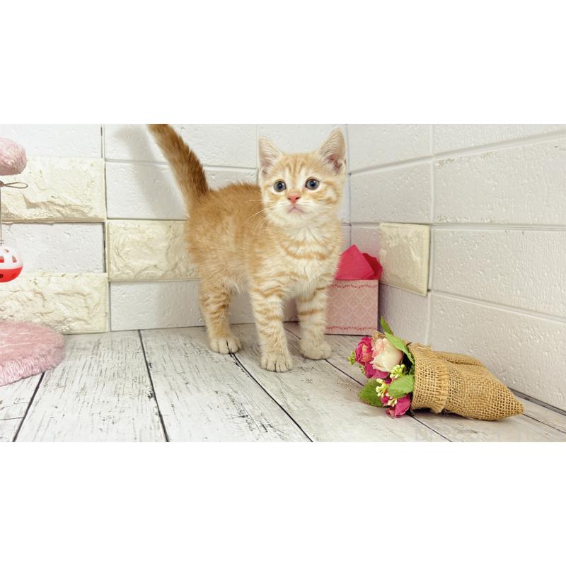 販売中の埼玉県のマンチカン-129815の1枚目