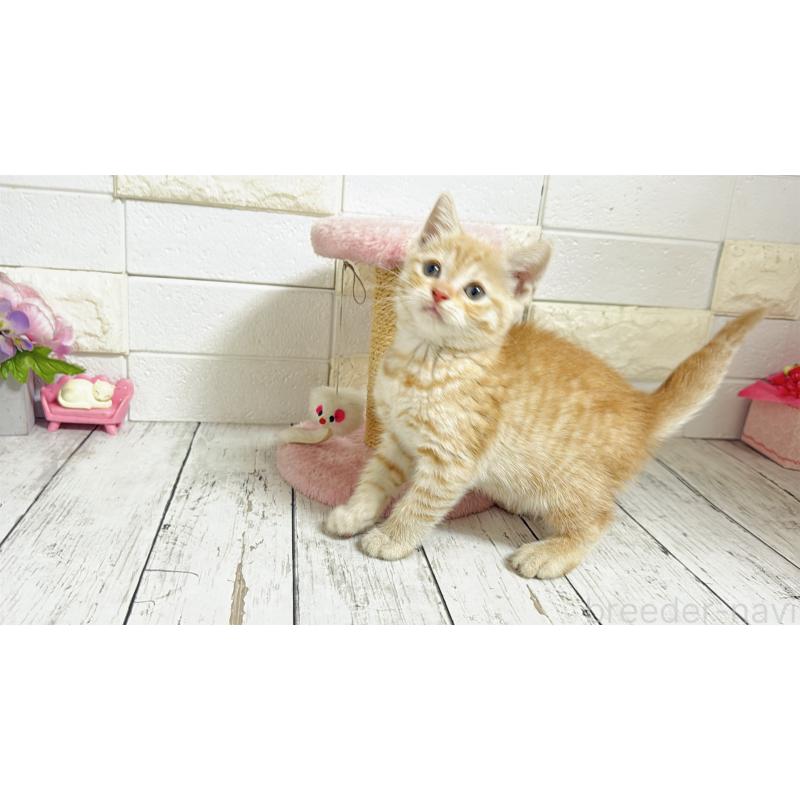 販売中の埼玉県のマンチカン-129815の9枚目