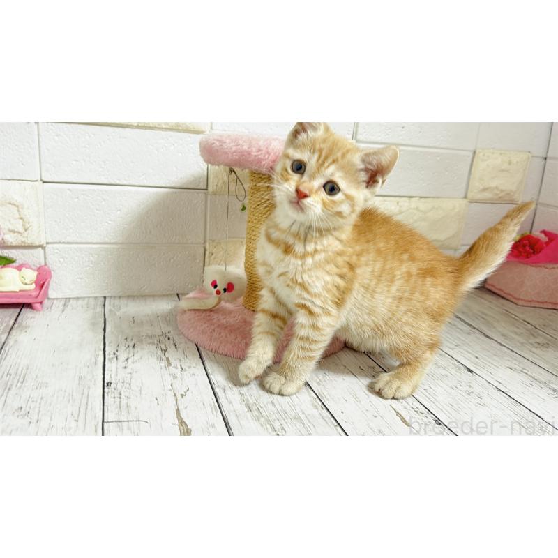 販売中の埼玉県のマンチカン-129815の8枚目