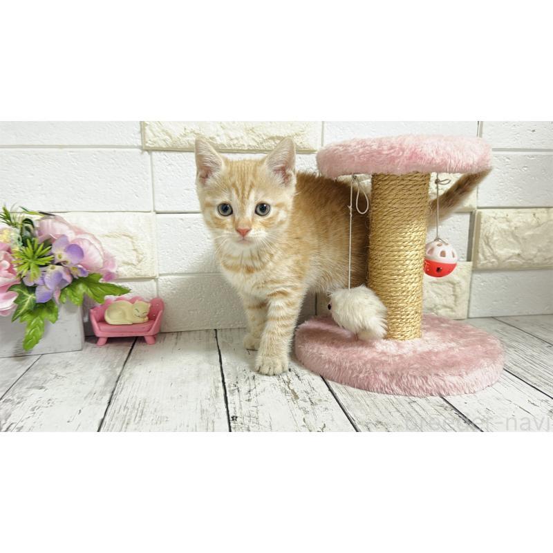 販売中の埼玉県のマンチカン-129815の7枚目