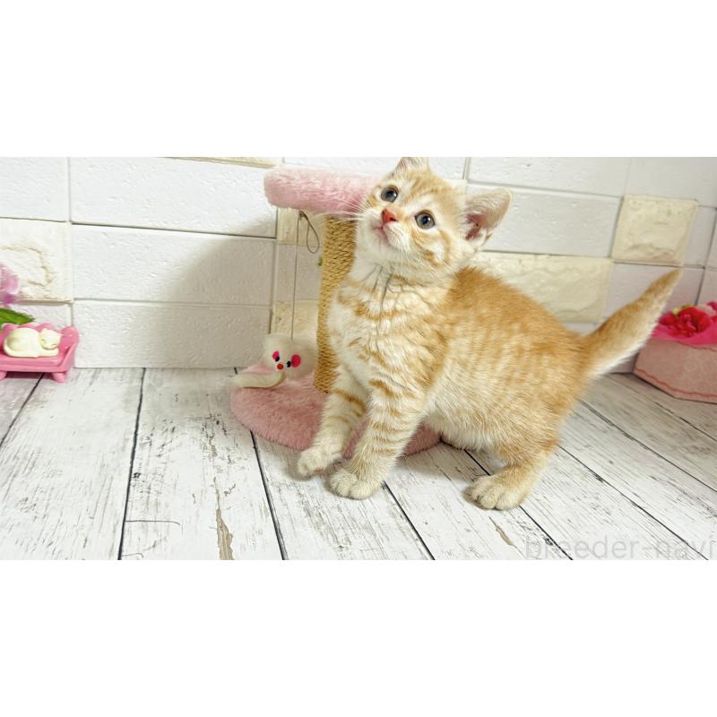 販売中の埼玉県のマンチカン-129815の6枚目