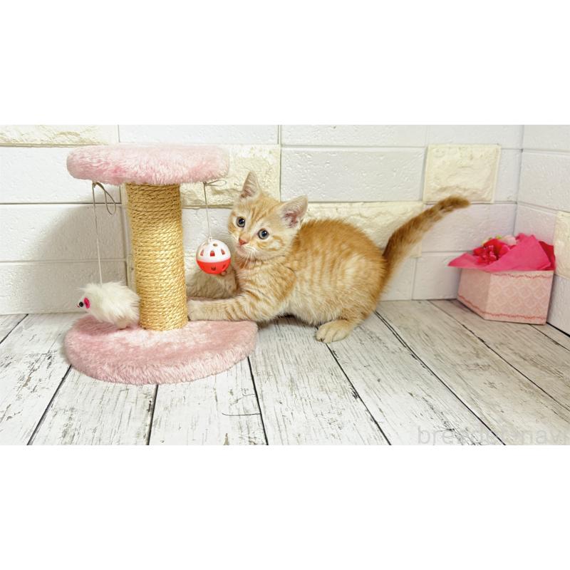 販売中の埼玉県のマンチカン-129815の5枚目