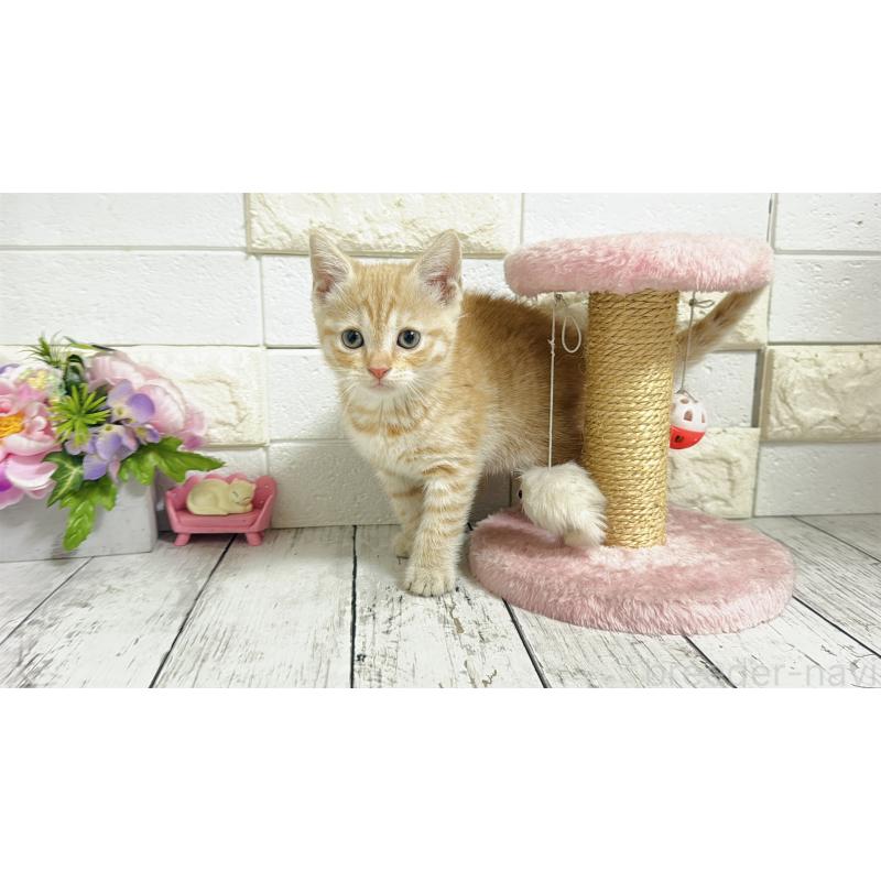 販売中の埼玉県のマンチカン-129815の4枚目