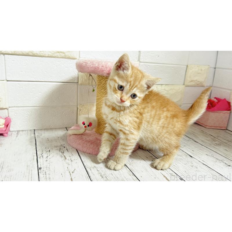 販売中の埼玉県のマンチカン-129815の3枚目