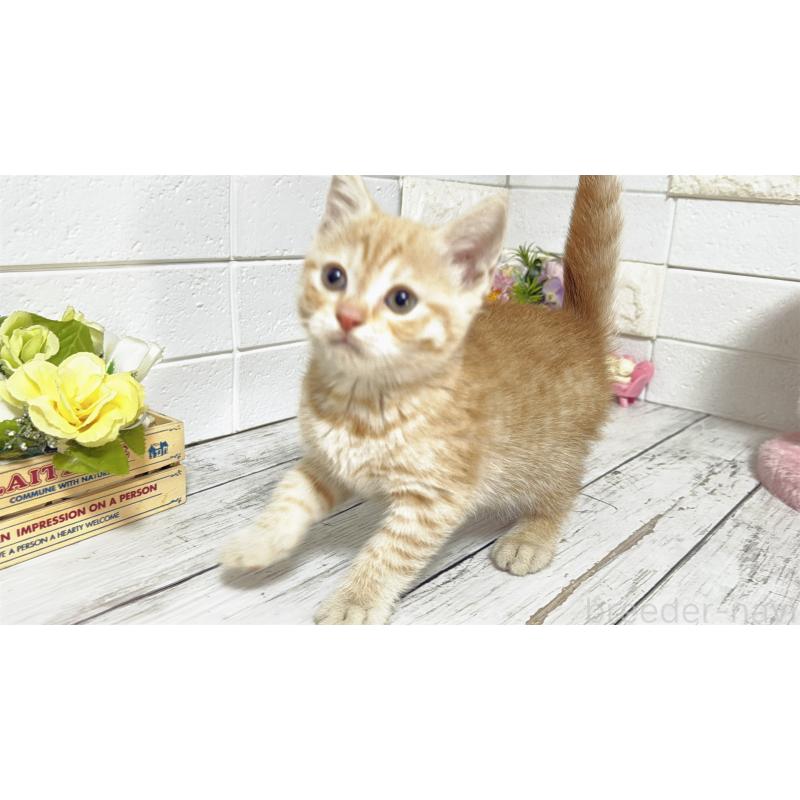 販売中の埼玉県のマンチカン-129815の2枚目