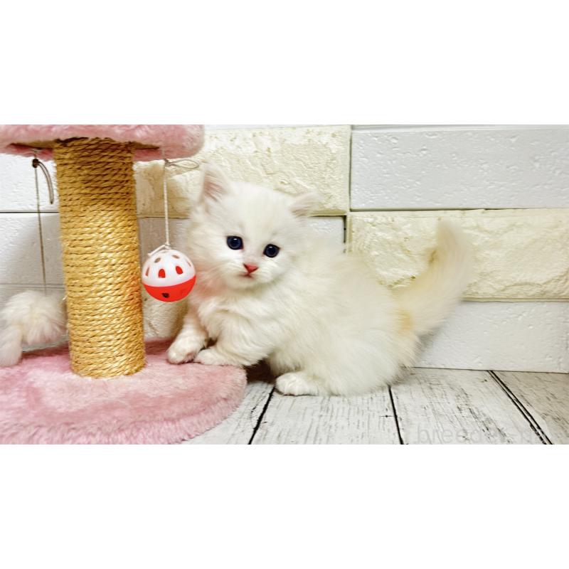 販売中の埼玉県のミヌエット(短足)-130803