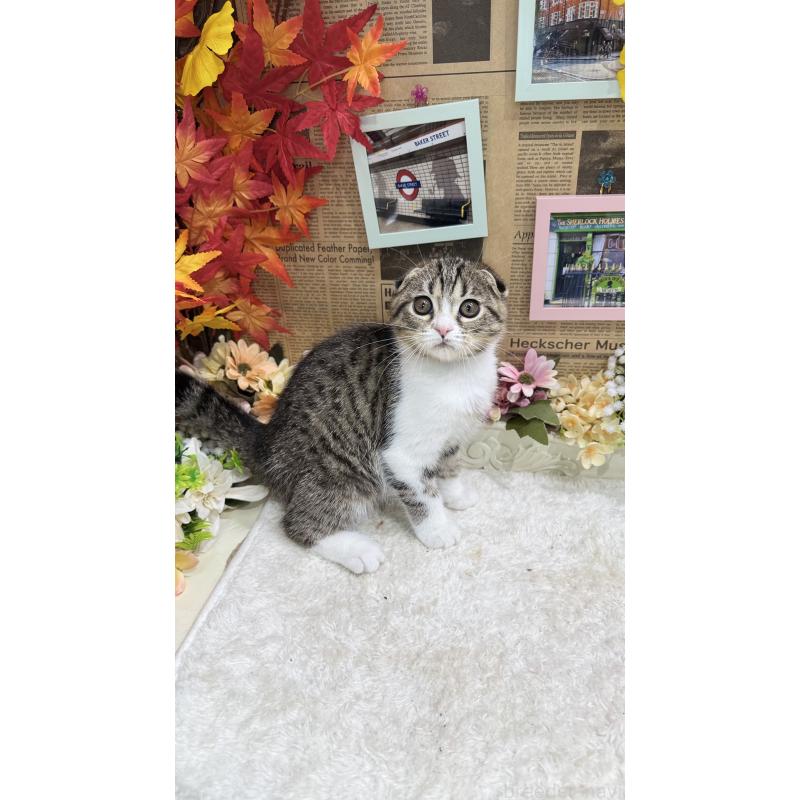 販売中の広島県のスコティッシュフォールド-127008の4枚目