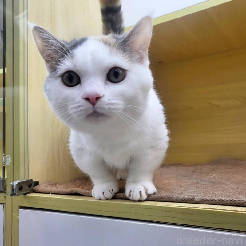 成約済の東京都のマンチカン(短足)-125942の1枚目