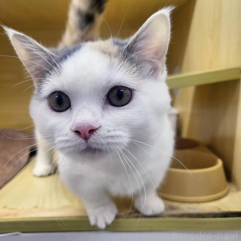 成約済の東京都のマンチカン(短足)-125942の2枚目