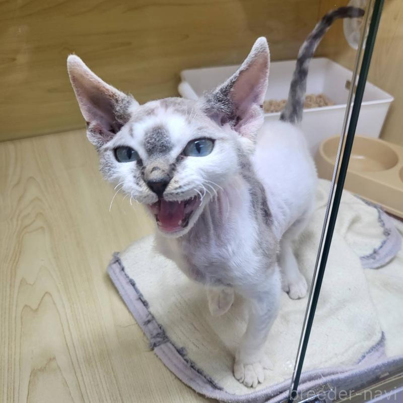 販売中の東京都のデボンレックス-127518