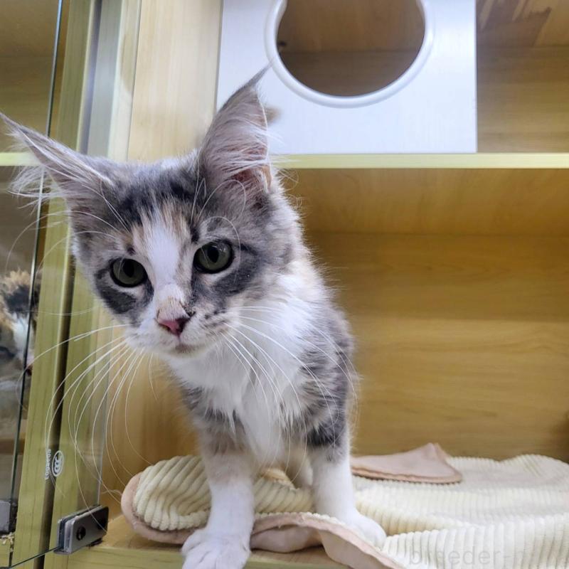 販売中の東京都のメインクーン-126959