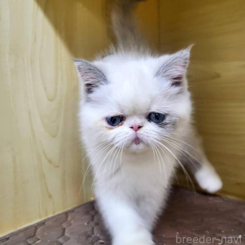 販売中の東京都のエキゾチックショートヘア-130012