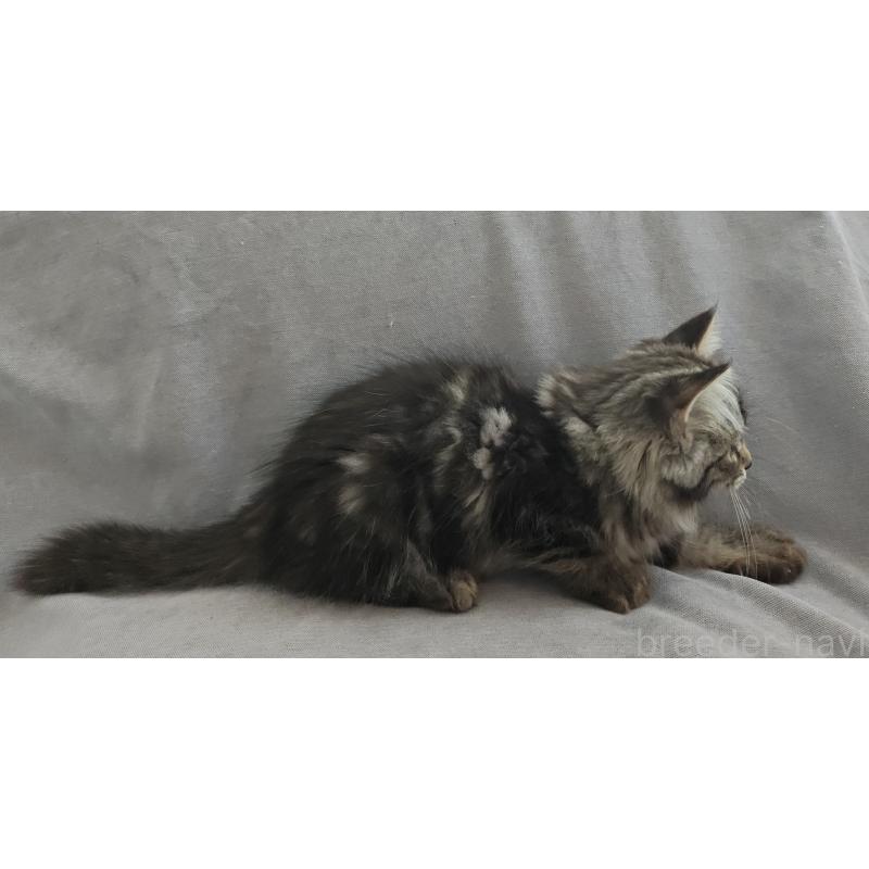 販売中の大阪府のサイベリアン-131368の5枚目