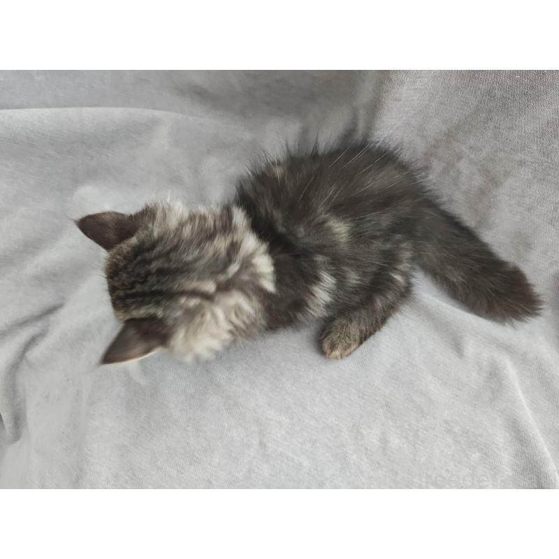 販売中の大阪府のサイベリアン-131368の4枚目