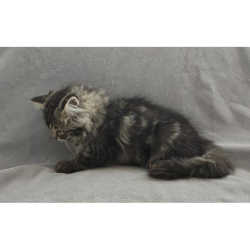 販売中の大阪府のサイベリアン-131368の3枚目