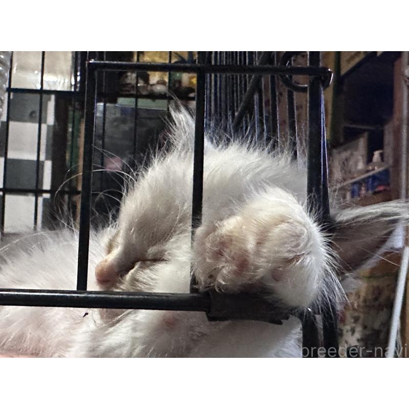 販売中の兵庫県のラグドール-131369の4枚目