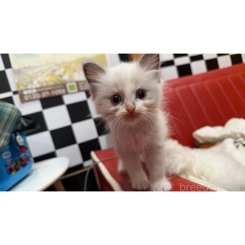 販売中の兵庫県のラグドール-131369の3枚目