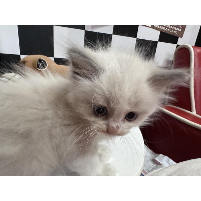 販売中の兵庫県のラグドール-131369の2枚目