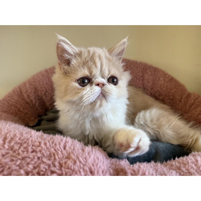 販売中の岐阜県のエキゾチックショートヘア-121334の5枚目