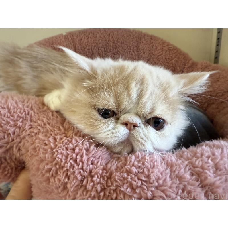 販売中の岐阜県のエキゾチックショートヘア-121334の4枚目