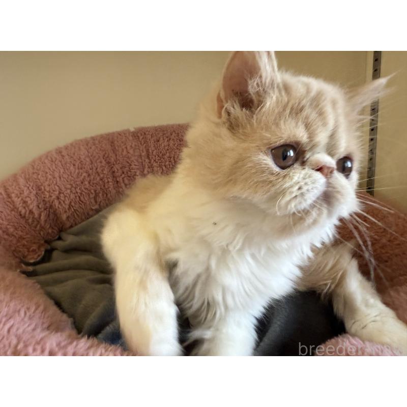 販売中の岐阜県のエキゾチックショートヘア-121334の3枚目