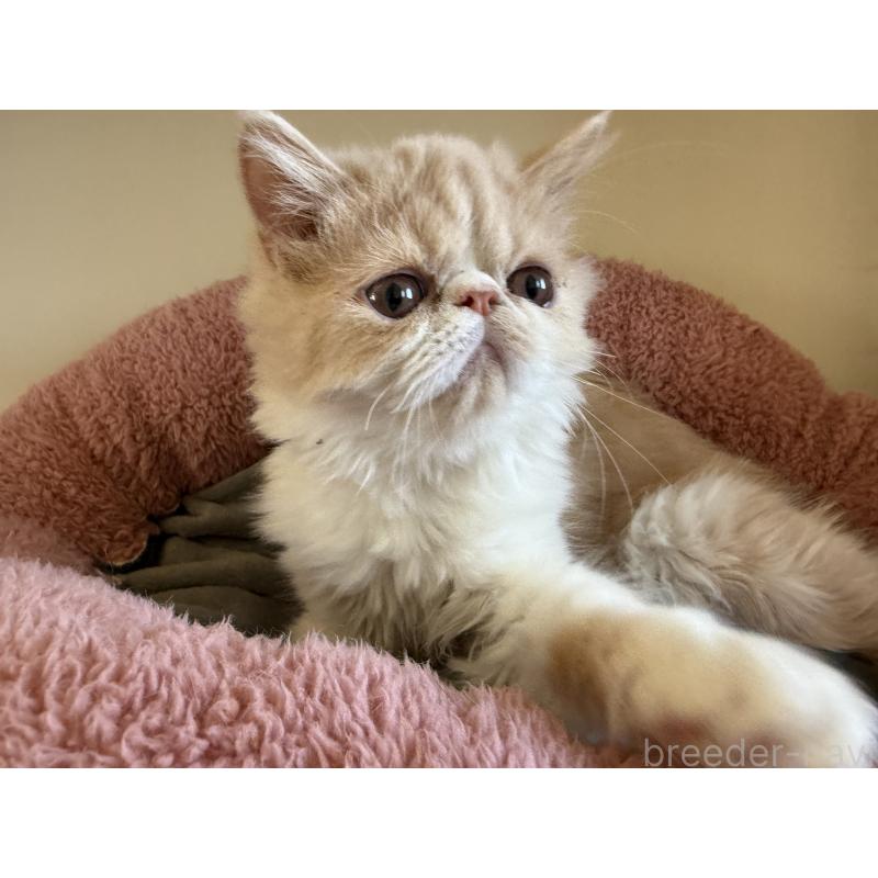 販売中の岐阜県のエキゾチックショートヘア-121334の2枚目