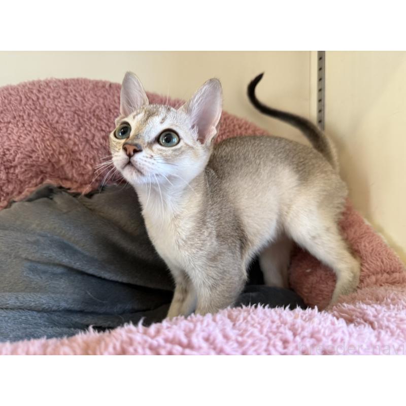 販売中の岐阜県のシンガプーラ-127746の3枚目