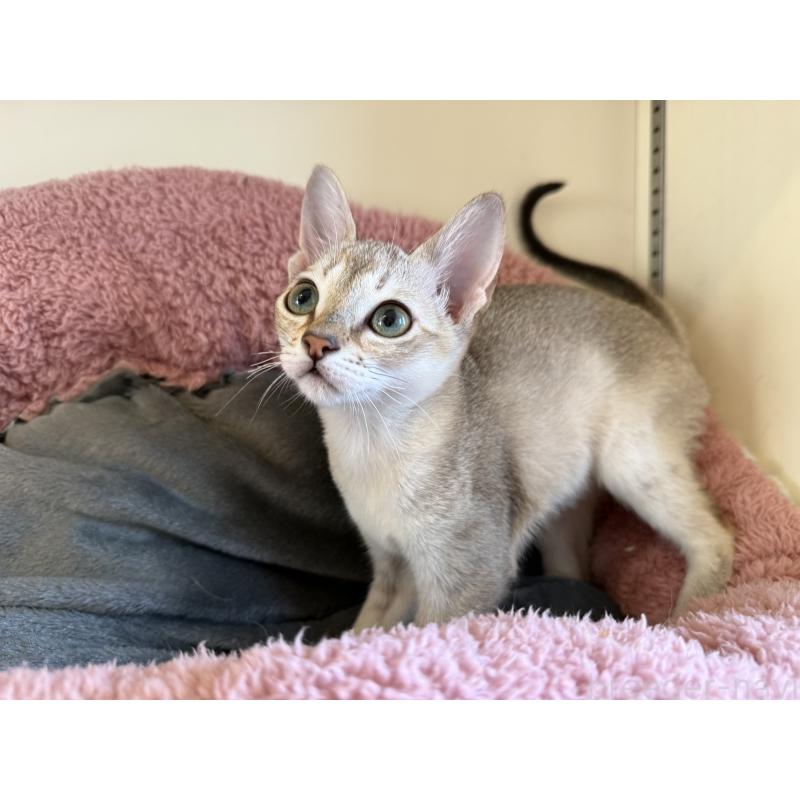 販売中の岐阜県のシンガプーラ-127746の2枚目