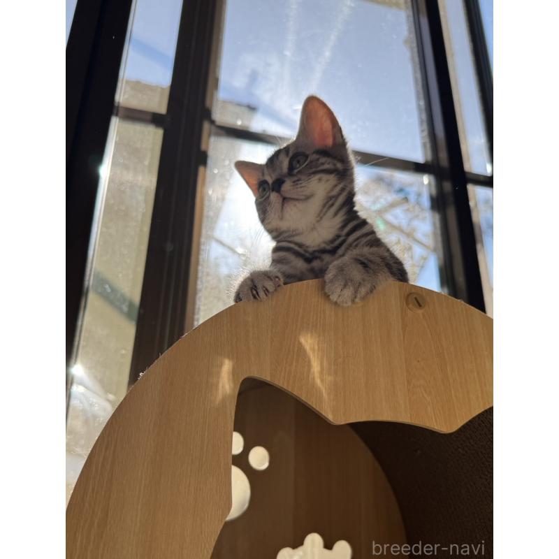 販売中の千葉県のアメリカンショートヘア-129735の2枚目