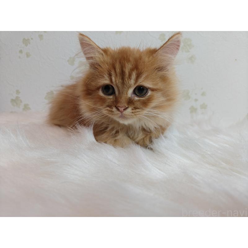 販売中の埼玉県のミヌエット-131371の5枚目