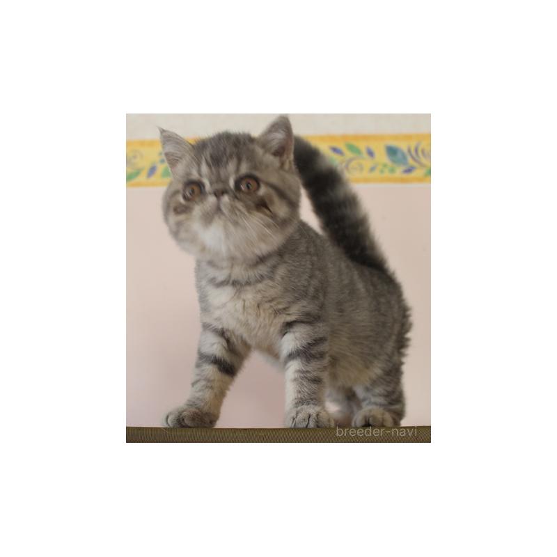 販売中の静岡県のエキゾチックショートヘア-128981の3枚目