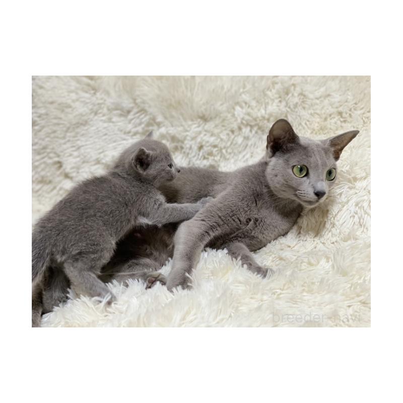 成約済の埼玉県のロシアンブルー-131271の20枚目