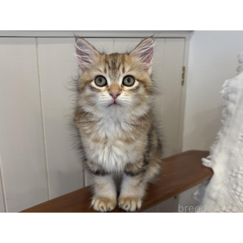 成約済の徳島県のサイベリアン-130410の2枚目