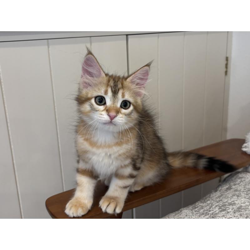 販売中の徳島県のサイベリアン-130409の2枚目