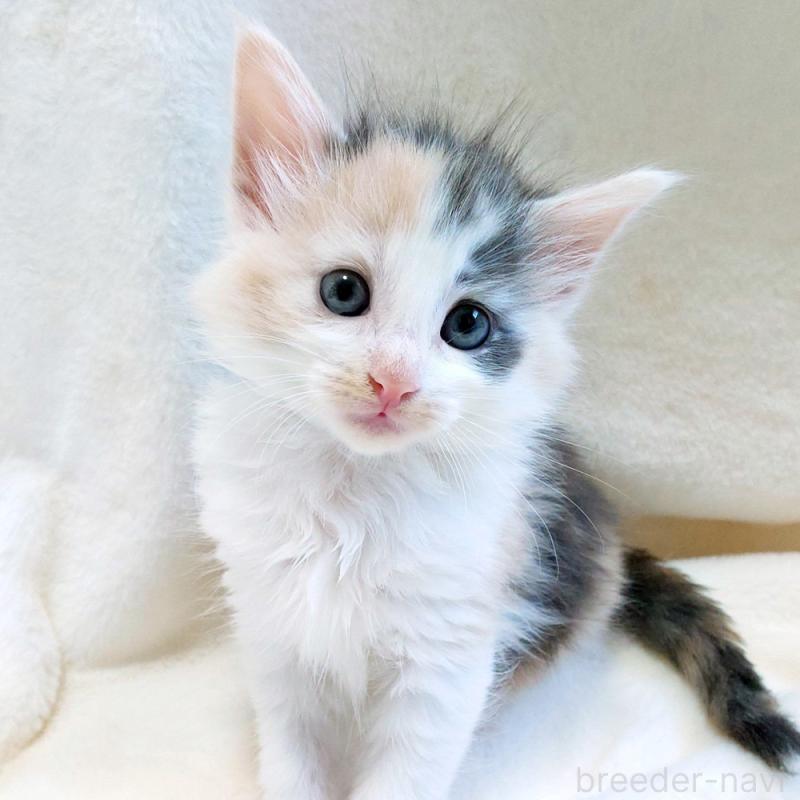 販売中の東京都のノルウェージャンフォレストキャット-130927