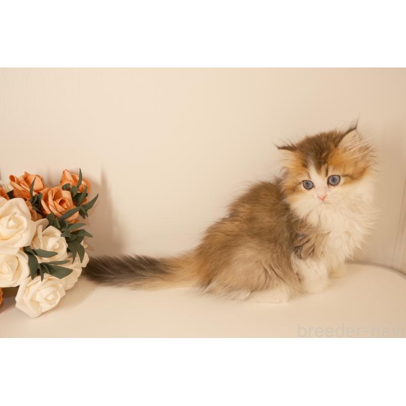 成約済の東京都のブリティッシュロングヘア-129644の6枚目