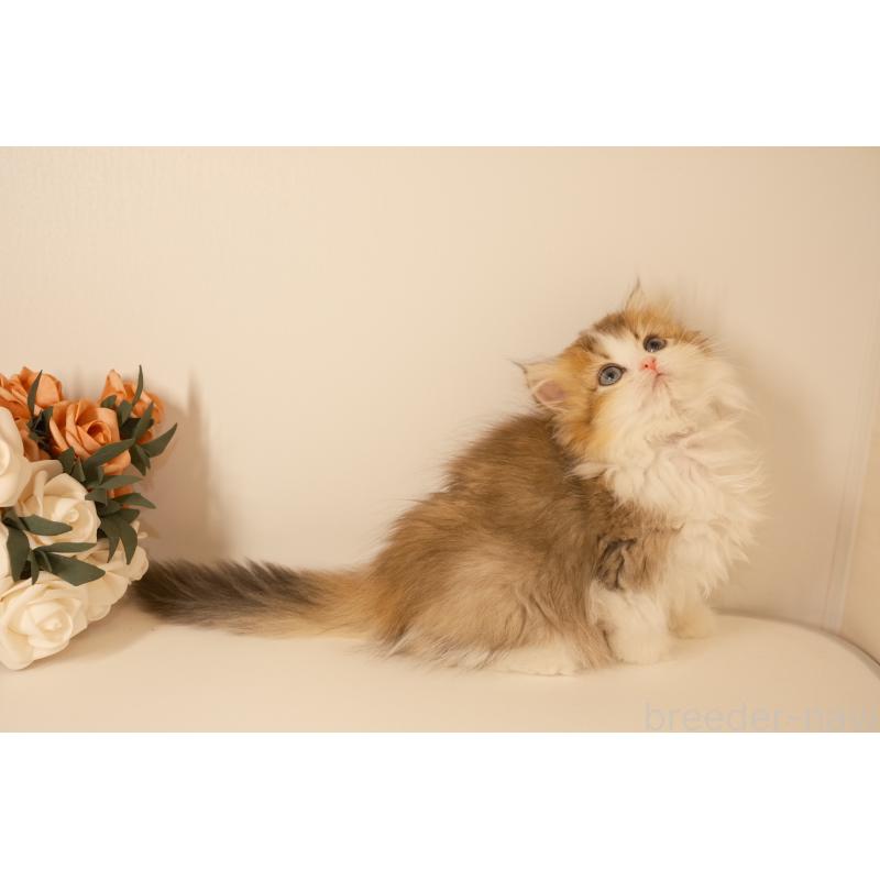 成約済の東京都のブリティッシュロングヘア-129644の5枚目