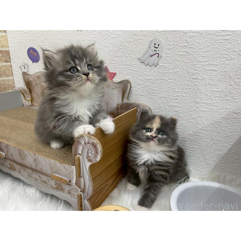 販売中の埼玉県のサイベリアン-129684の4枚目