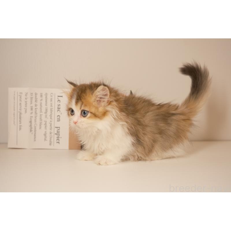 成約済の東京都のブリティッシュロングヘア-129644の3枚目