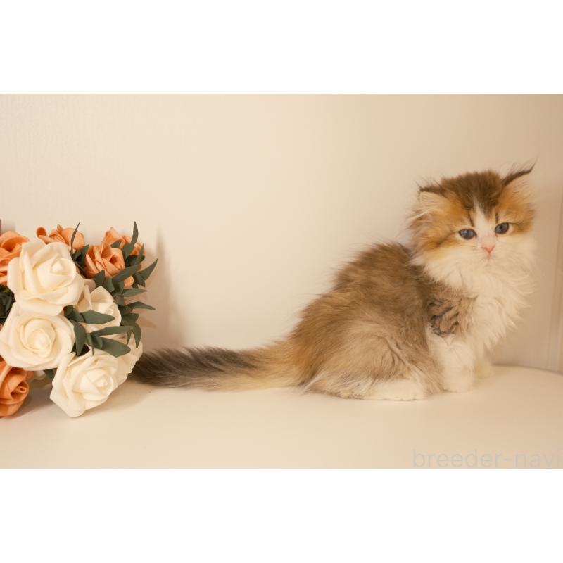 成約済の東京都のブリティッシュロングヘア-129644の2枚目