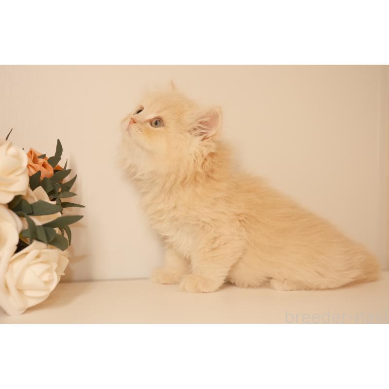 成約済の東京都のブリティッシュロングヘア-129898の5枚目