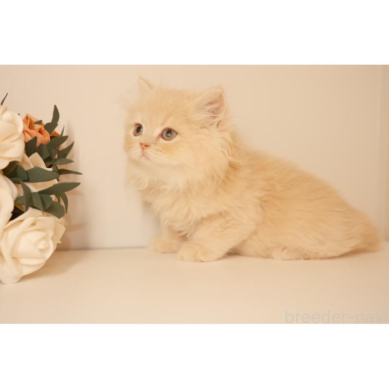 成約済の東京都のブリティッシュロングヘア-129898の4枚目