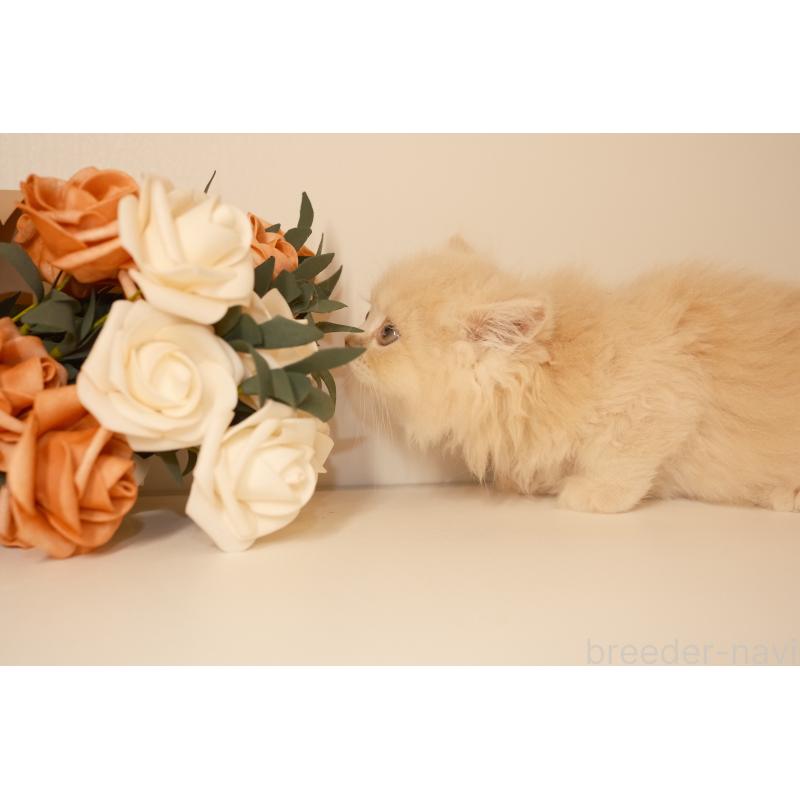 成約済の東京都のブリティッシュロングヘア-129898の3枚目