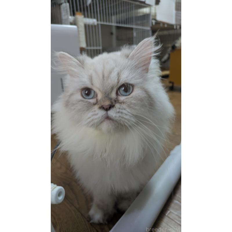 販売中の大阪府のミヌエット-127978の1枚目