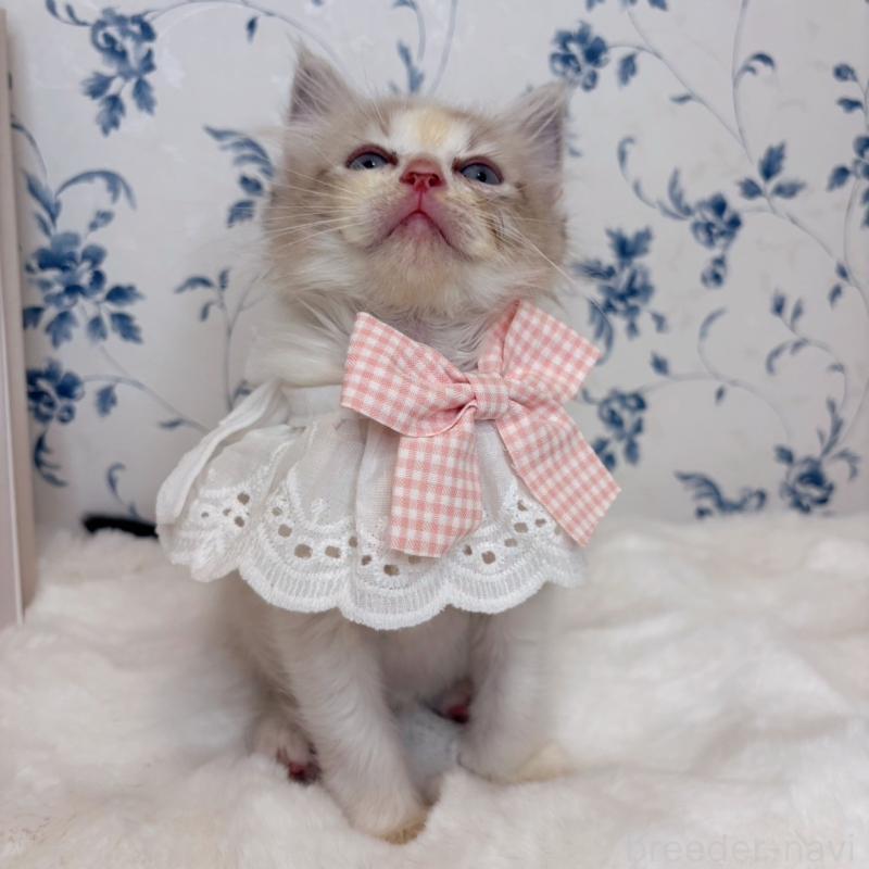 成約済の福岡県のラグドール-131084の7枚目