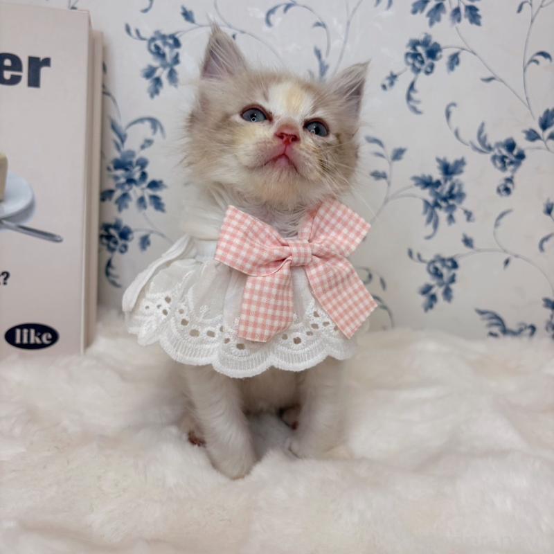 成約済の福岡県のラグドール-131084の6枚目