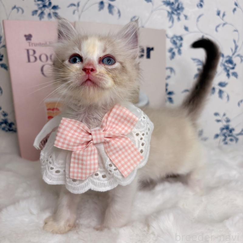 成約済の福岡県のラグドール-131084の5枚目