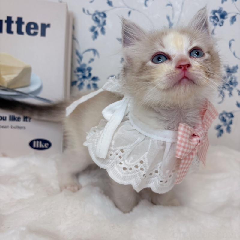 成約済の福岡県のラグドール-131084の4枚目