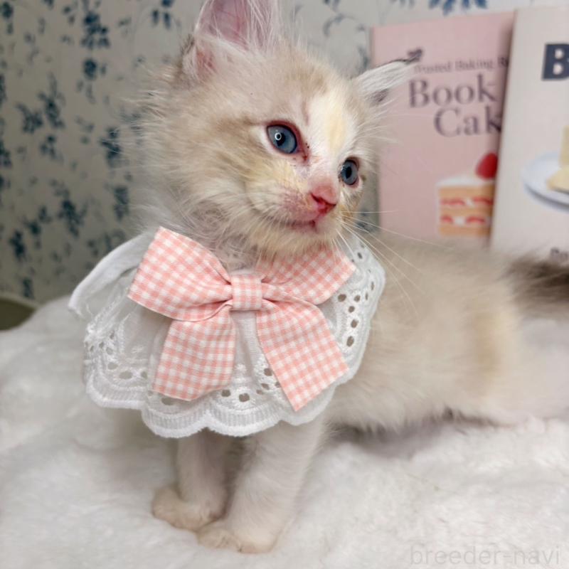 成約済の福岡県のラグドール-131084の3枚目